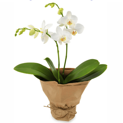 Opulent White Orchid - abcFlora.com