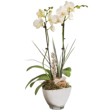 Orchidee Blanche - abcFlora.com