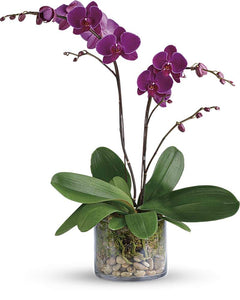 Pink Orchid - abcFlora.com