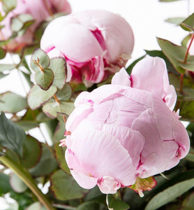 Pink peonies bouquet with green - abcFlora.com