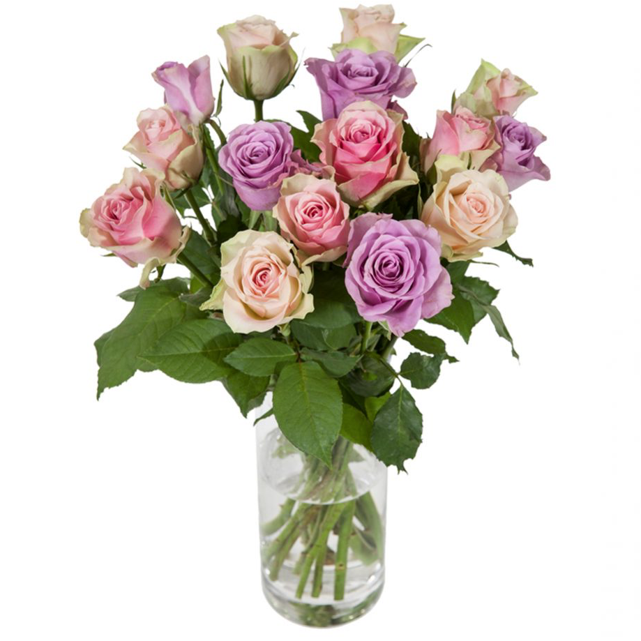 Purple and Pink Roses - abcFlora.com