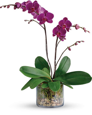 Purple Orchid - abcFlora.com