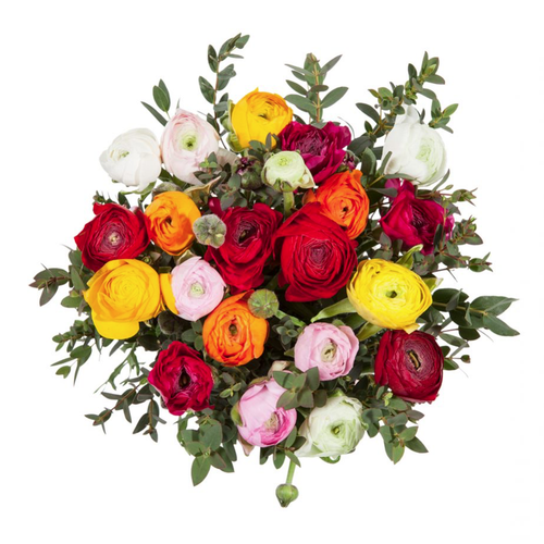 Ranunculus Gift Wrapped - abcFlora.com