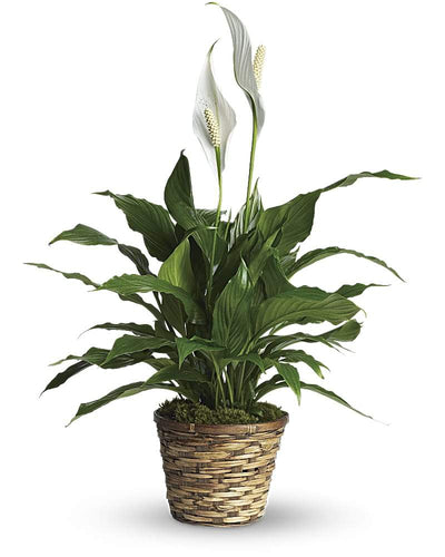 Spathiphyllum - Peace lily - abcFlora.com