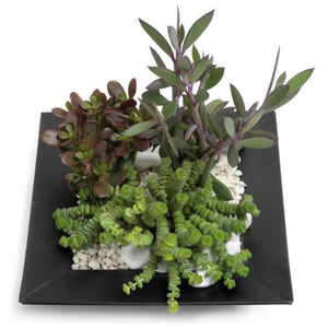 Succulents Dish - abcFlora.com