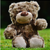 Teddy Bear