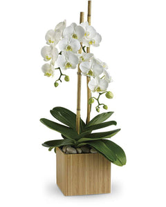 White Orchid - abcFlora.com