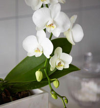 Load image into Gallery viewer, White Orchid in Pot - abcFlora.com