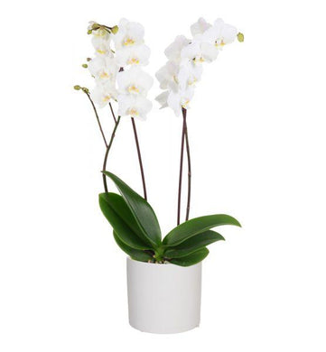 White Orchid in Pot - abcFlora.com