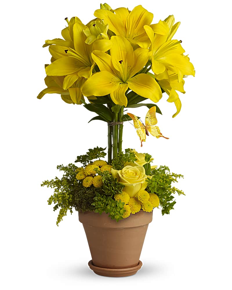 Yellow Fellow - abcFlora.com